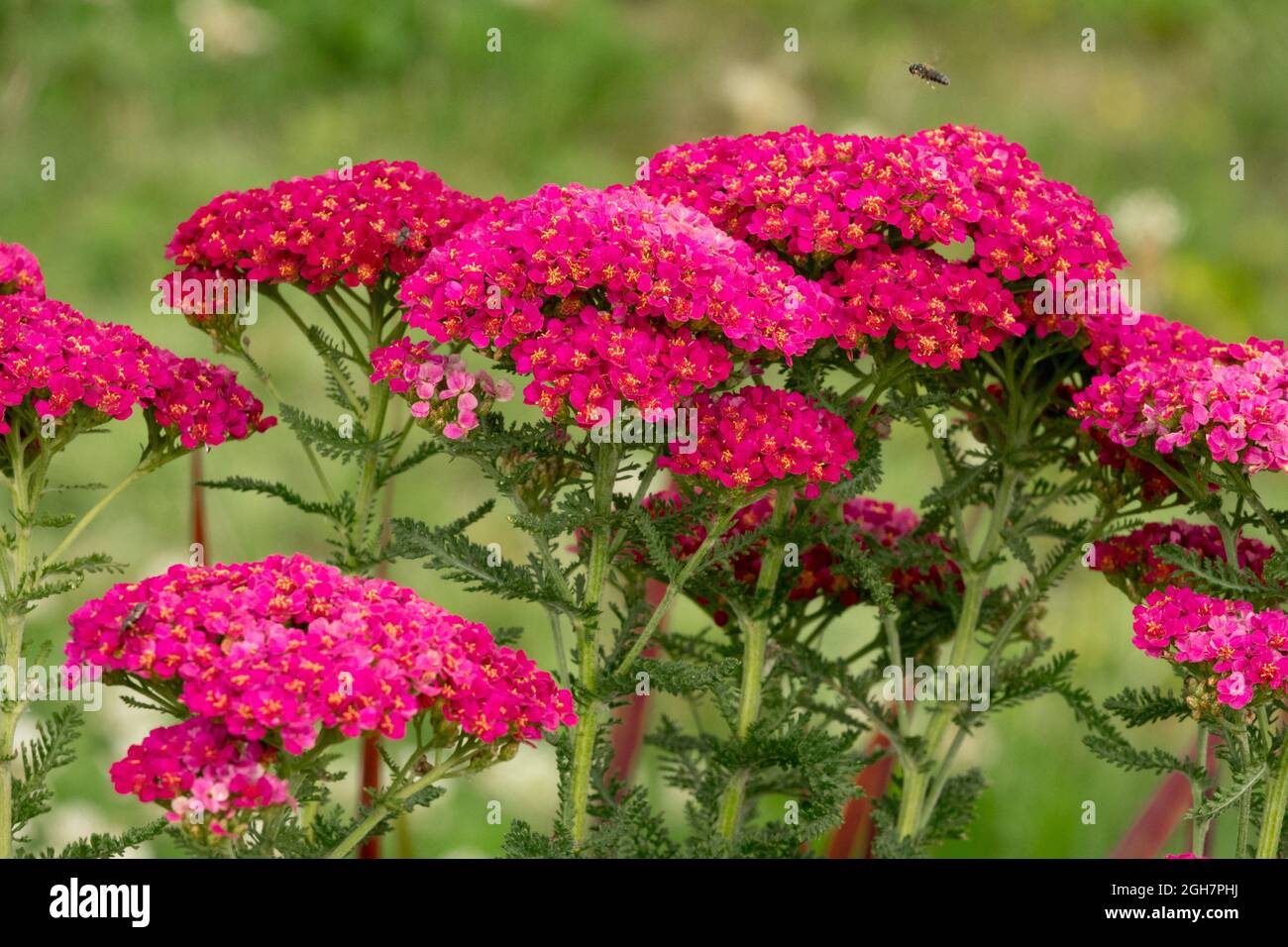 Achillea millefolium Tutti Frutti Granatapfel, rot Stockfoto