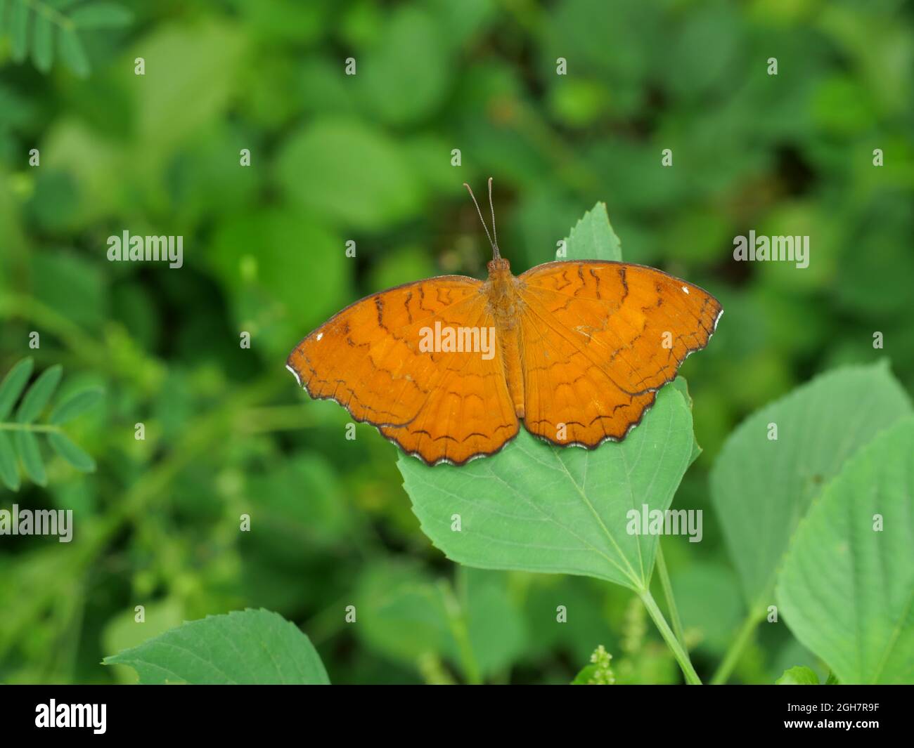 Der Angled Castor Butterfly auf Blatt mit naturgrünem Hintergrund, orange und braunen Streifen und weißen Flecken auf tropischen Insektenflügeln, Thailand Stockfoto