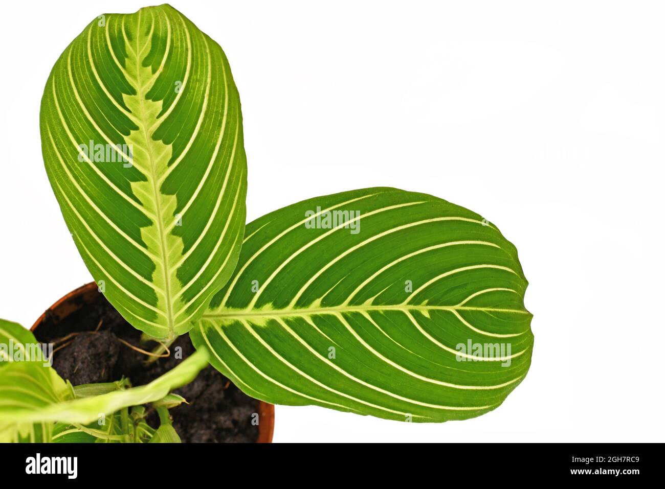 Nahaufnahme des exotischen grünen Aderblattes „Maranta Leuconeura Lemon Lime“ auf weißem Hintergrund Stockfoto