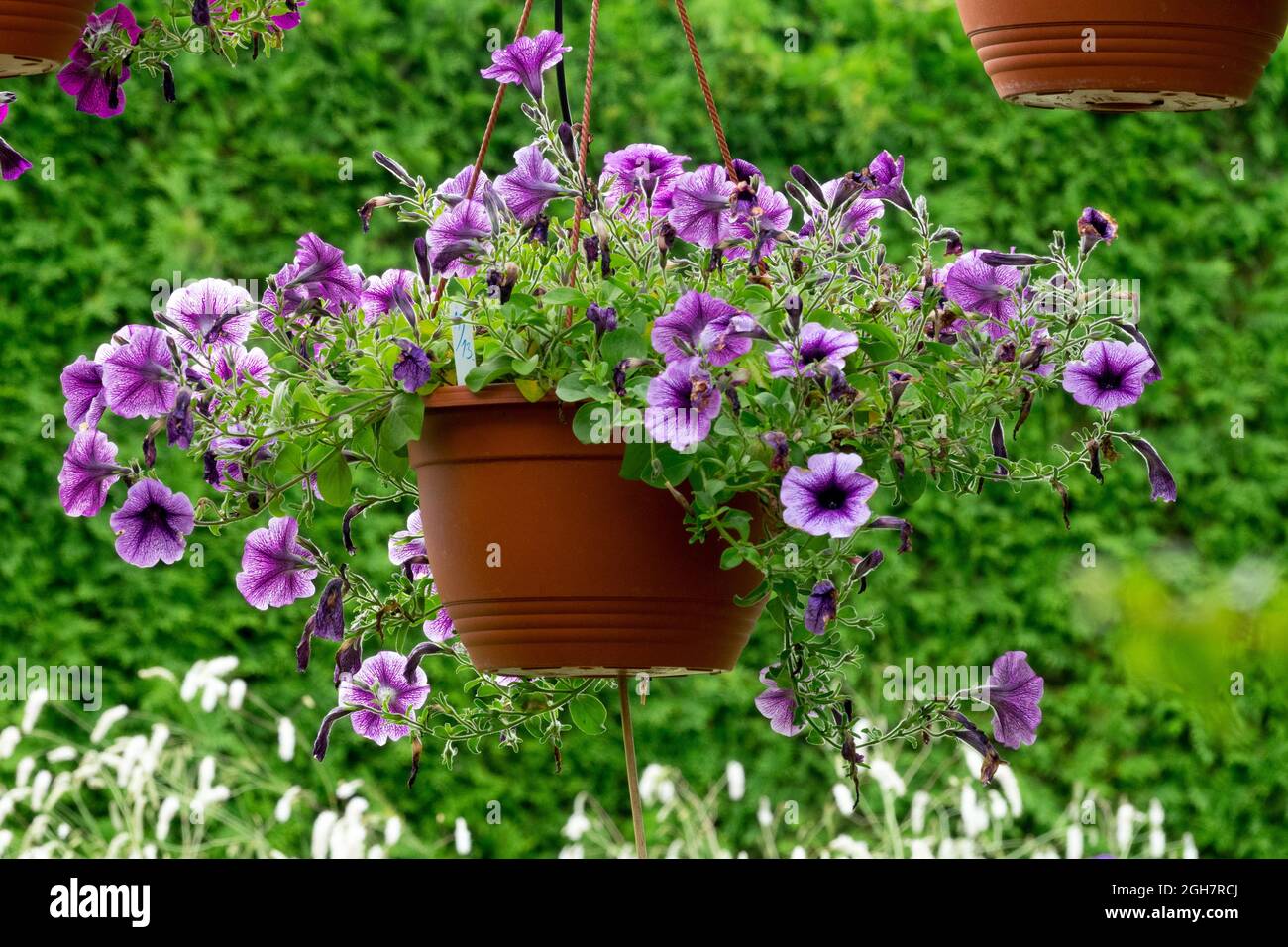 Hängender Korb mit Petunien in einem Hochsommergarten Stockfoto