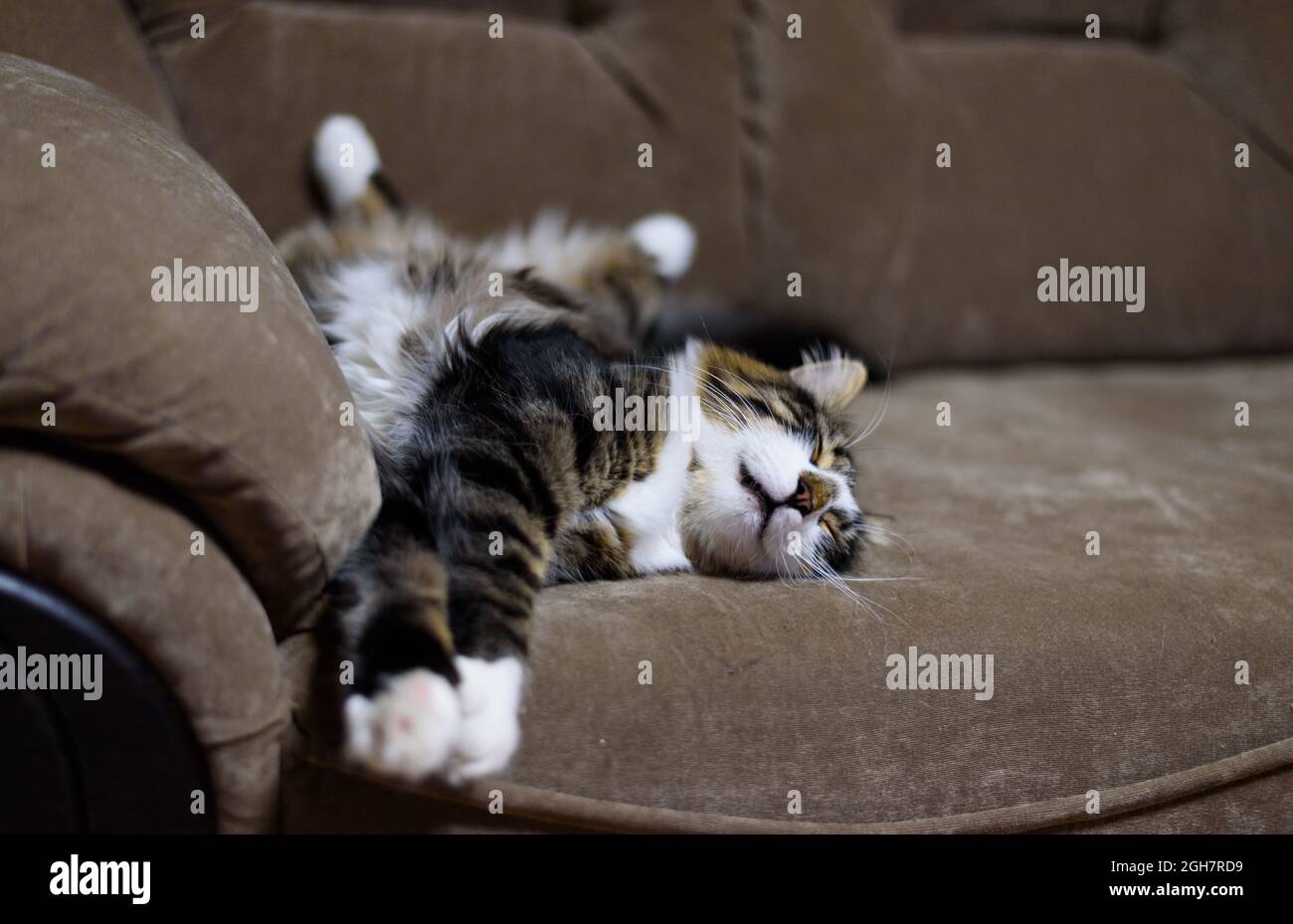 Eine schlafende mehrfarbige tabby Katze liegt entspannt auf dem Sofa. Stockfoto