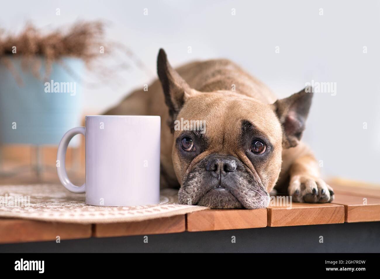 Niedlicher französischer Bulldogge, der neben einem weißen Trinkbecher liegt Stockfoto