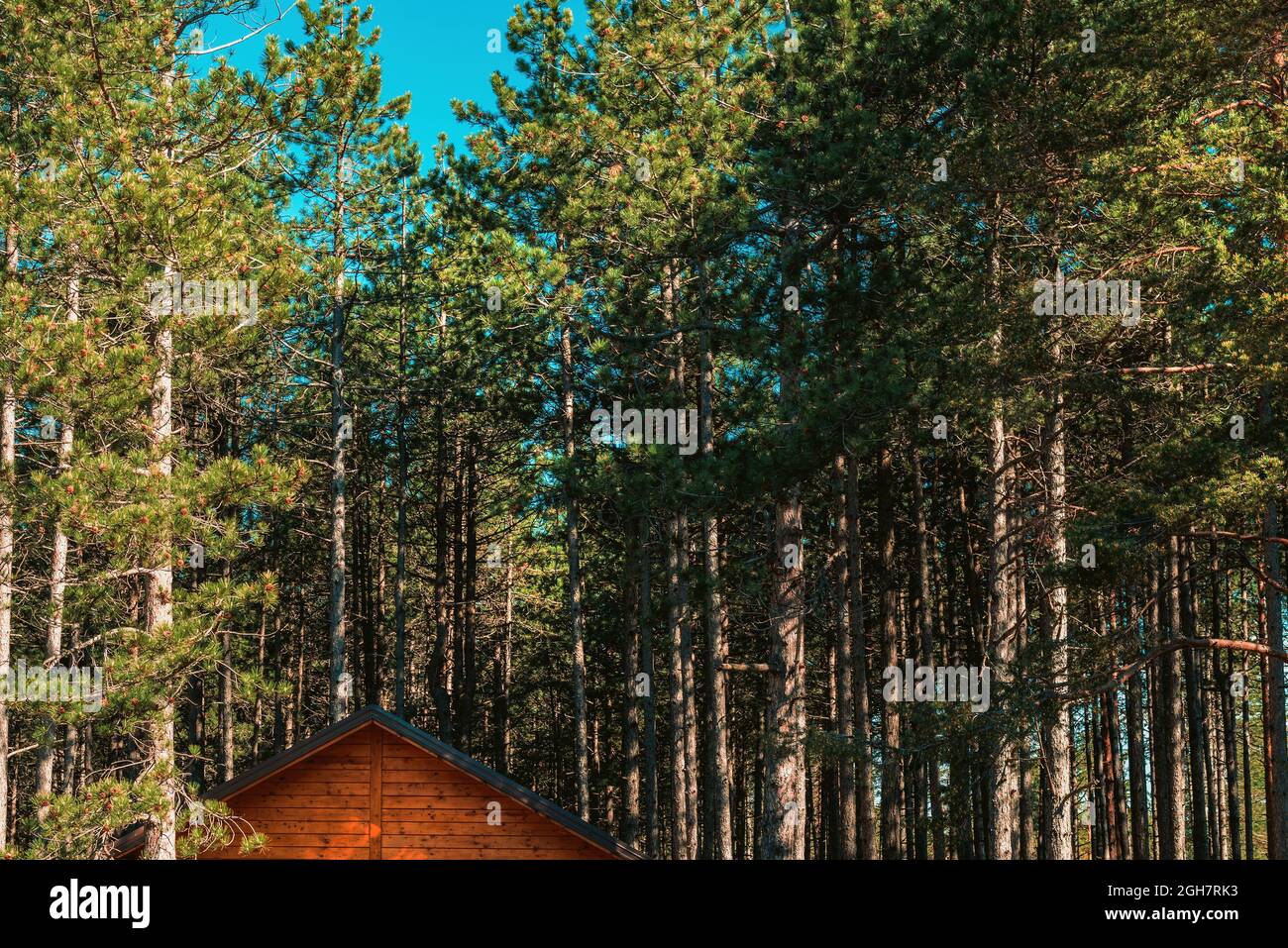 Holzhütte im Kiefernwald, in der Natur und mit der Natur leben Stockfoto