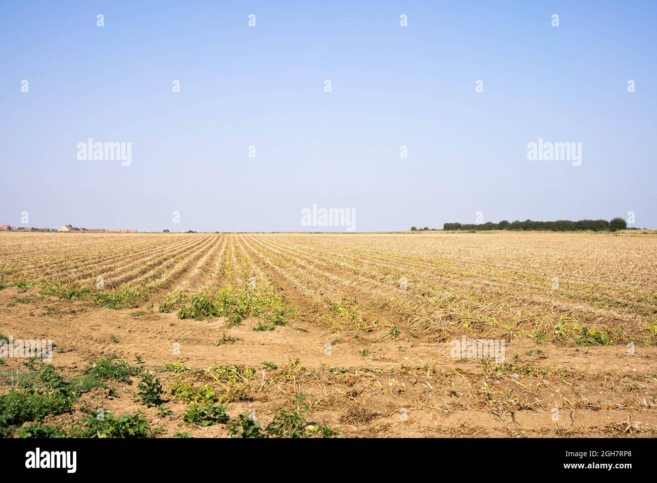 Weizenfeild Ernte bei blauem Himmel sonniges Wetter Stockfoto