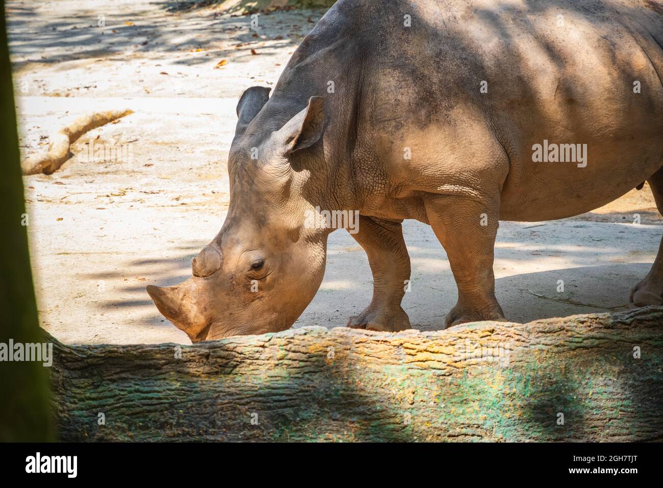 Nashorn, der im Schatten des Zoo von Singapur ruht Stockfoto