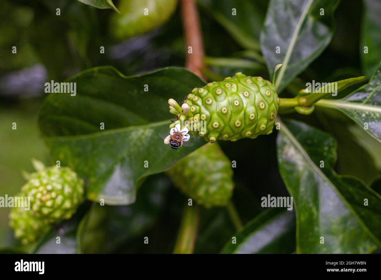 Insekt auf Blume von rohen Noni-Früchten mit grünen Blättern. Tolle Morinda, Indian mulbery, Morinda Citrifolia Stockfoto