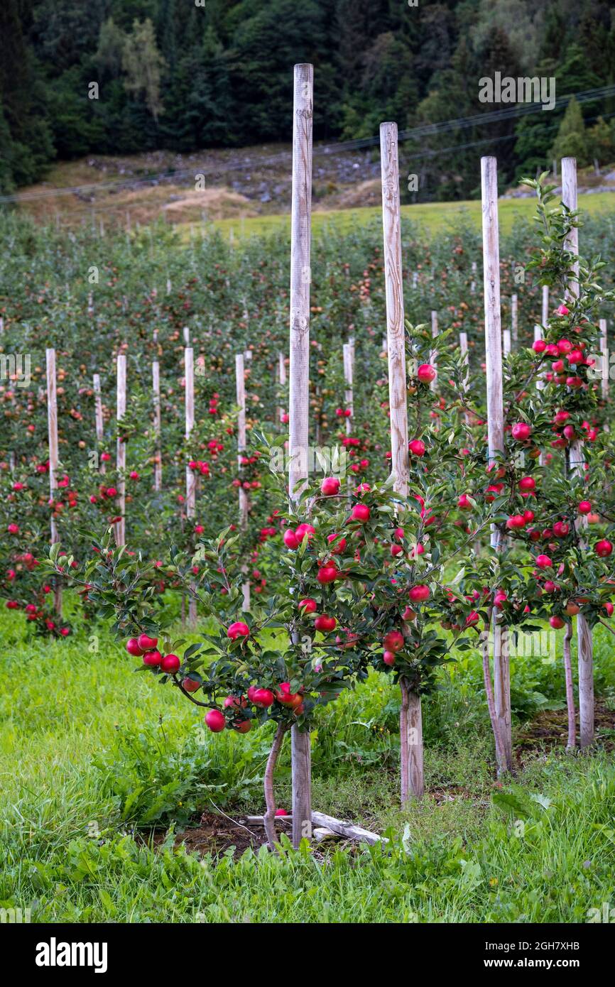 Apfelbäume in einem Obstgarten in Loen, Norwegen, Europa Stockfoto