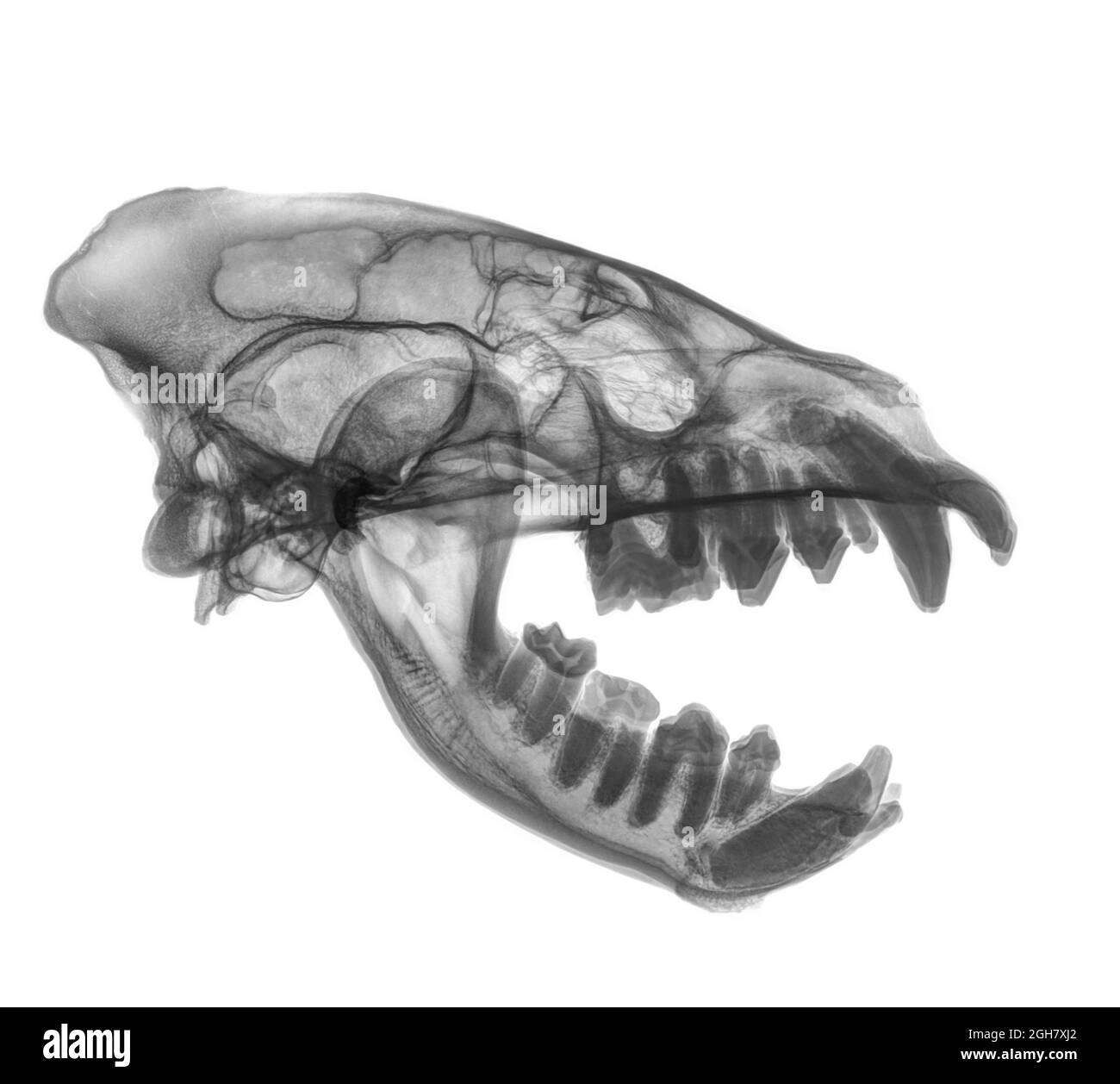 Seitenansicht Röntgenaufnahme eines Schädels einer Hyena auf weißem Hintergrund Stockfoto