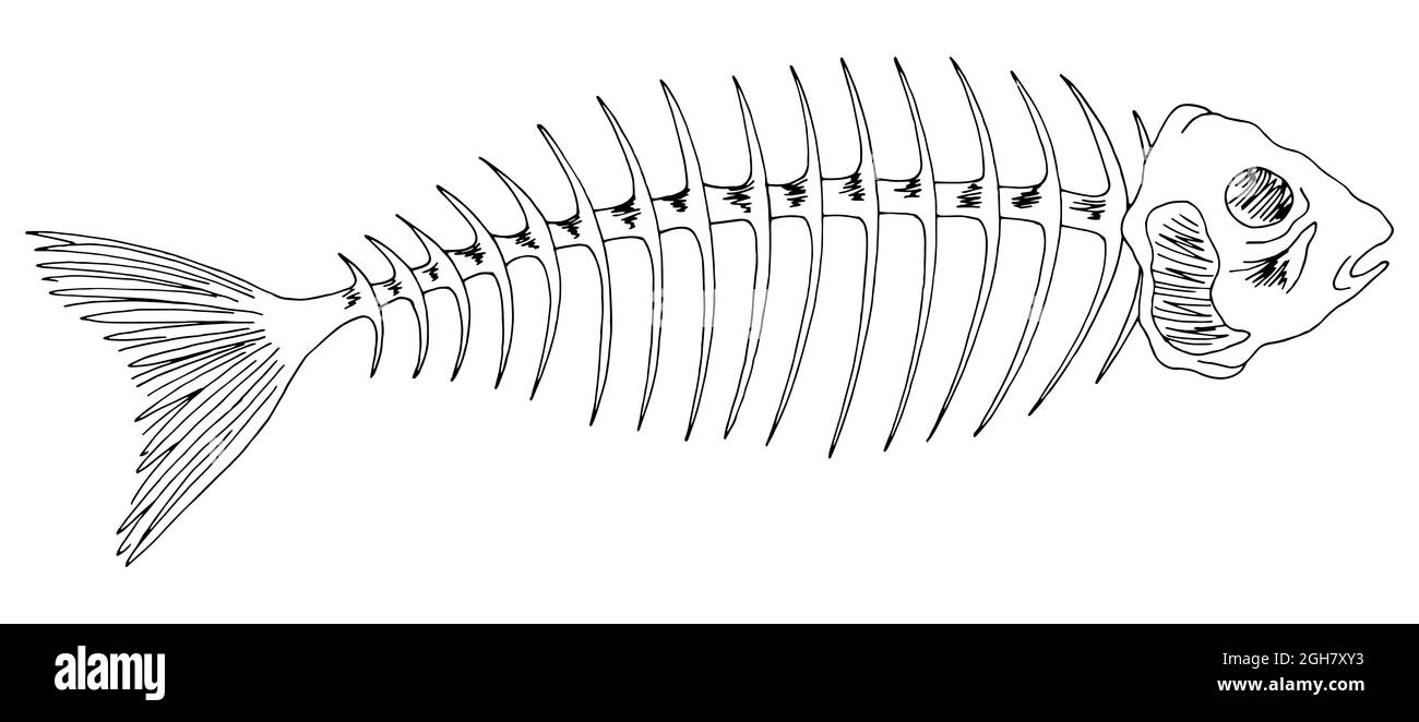 Fisch Skelett Knochen Grafik schwarz weiß isoliert Skizze Illustration Vektor Stock Vektor