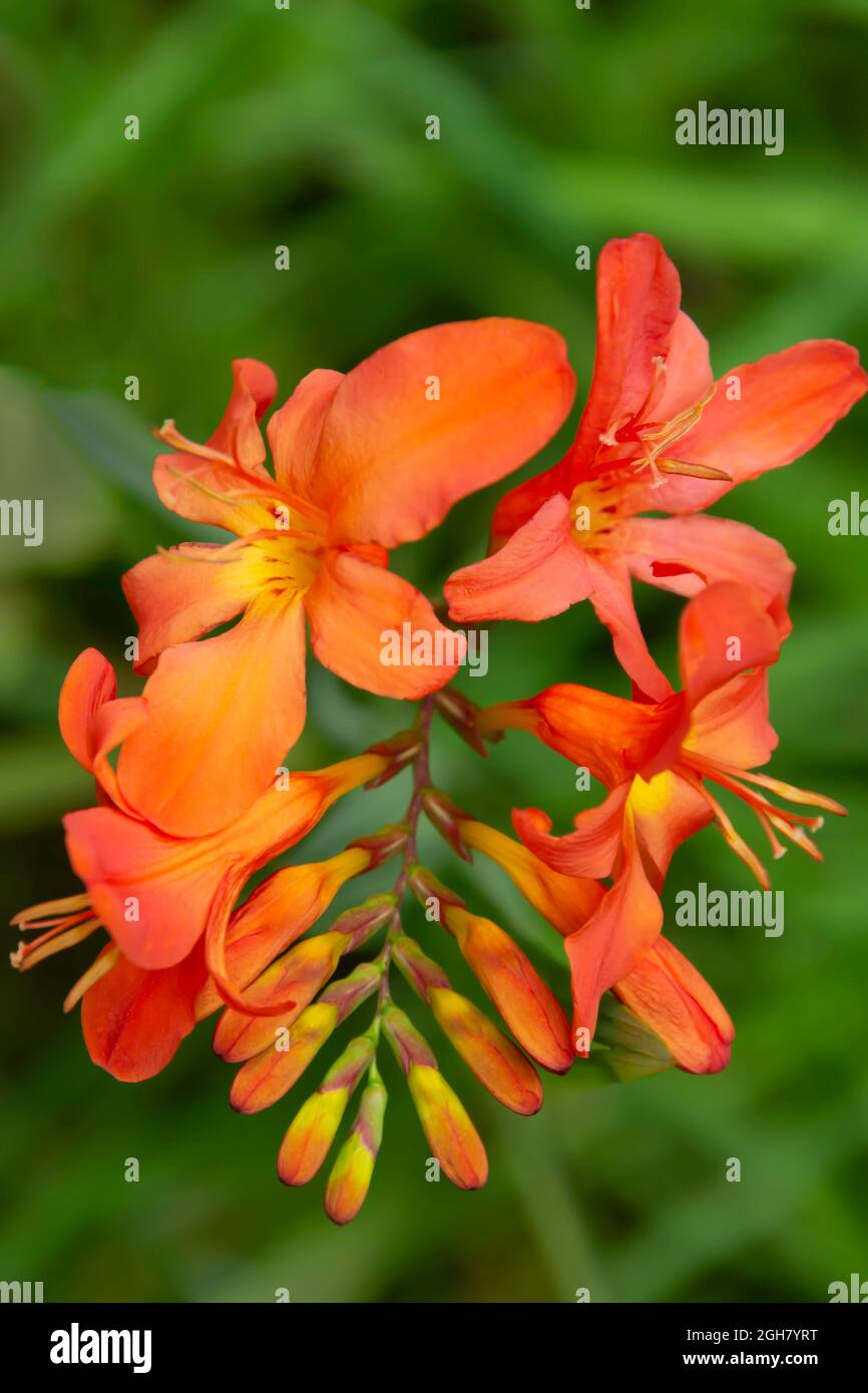 Orange Crocosmia Blumen auch bekannt als Montbretia wächst in einem Waldgebiet. Ein Spray aus Crocosmia-Blüten, der die Knospen zeigt Stockfoto