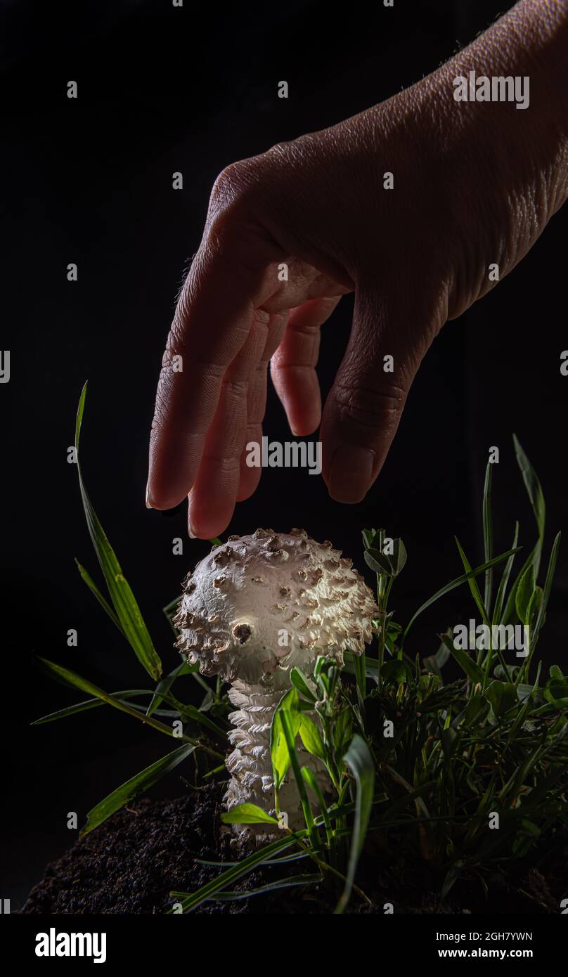 Nahaufnahme eines kleinen weißen Amanita Pilzes auf Schwarz. Es ist eine seltene Sorte von amanita, genannt vittadinnii. In einigen Ländern als essbar angesehen. Hand Stockfoto