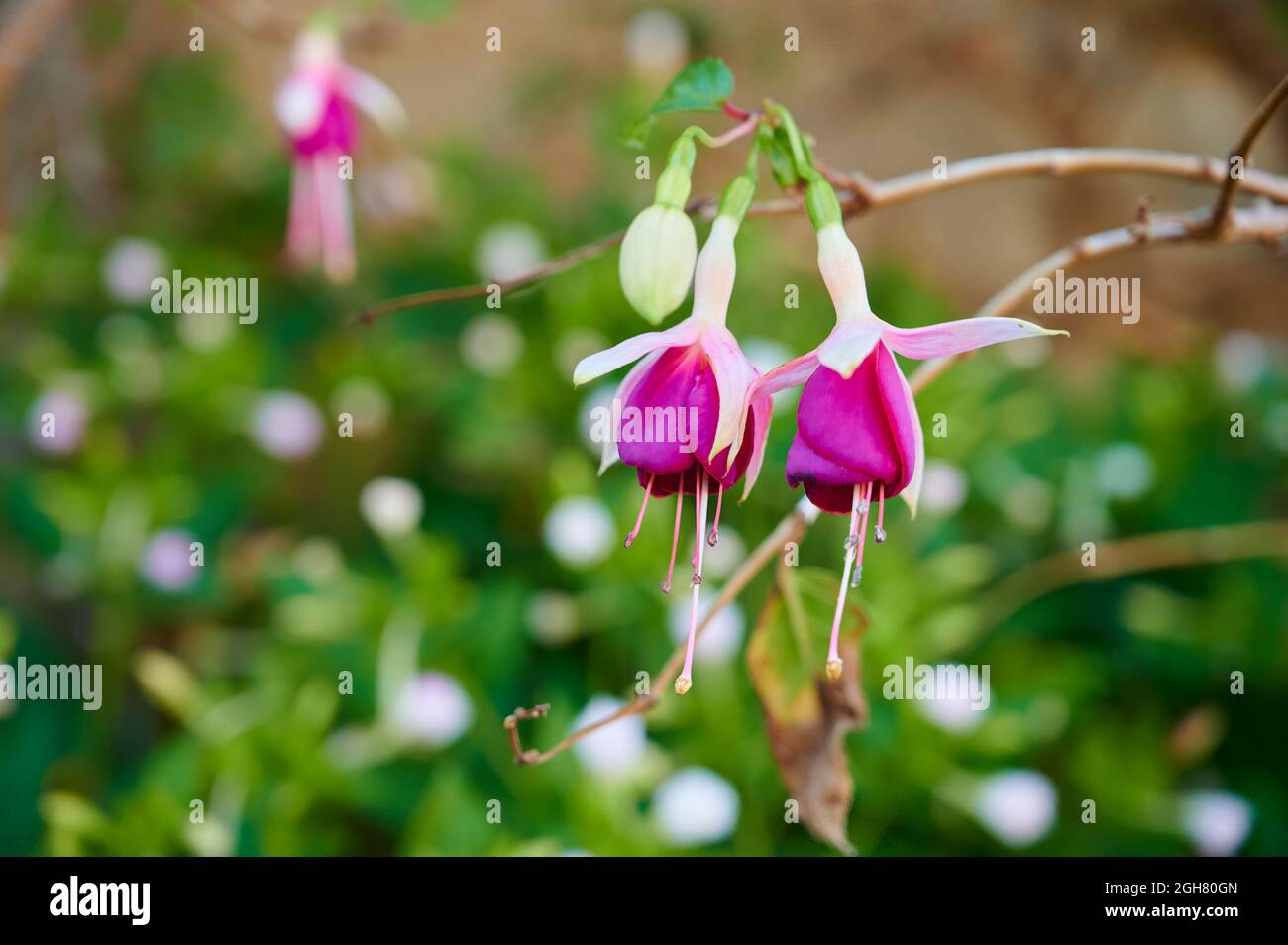 Nahaufnahme der schönen Blume, pendientes de la reina (Fuchsia magellanica lam.) Stockfoto