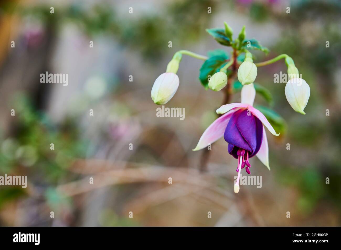 Nahaufnahme der schönen Blume, Fuchsia magellanica lam. Stockfoto