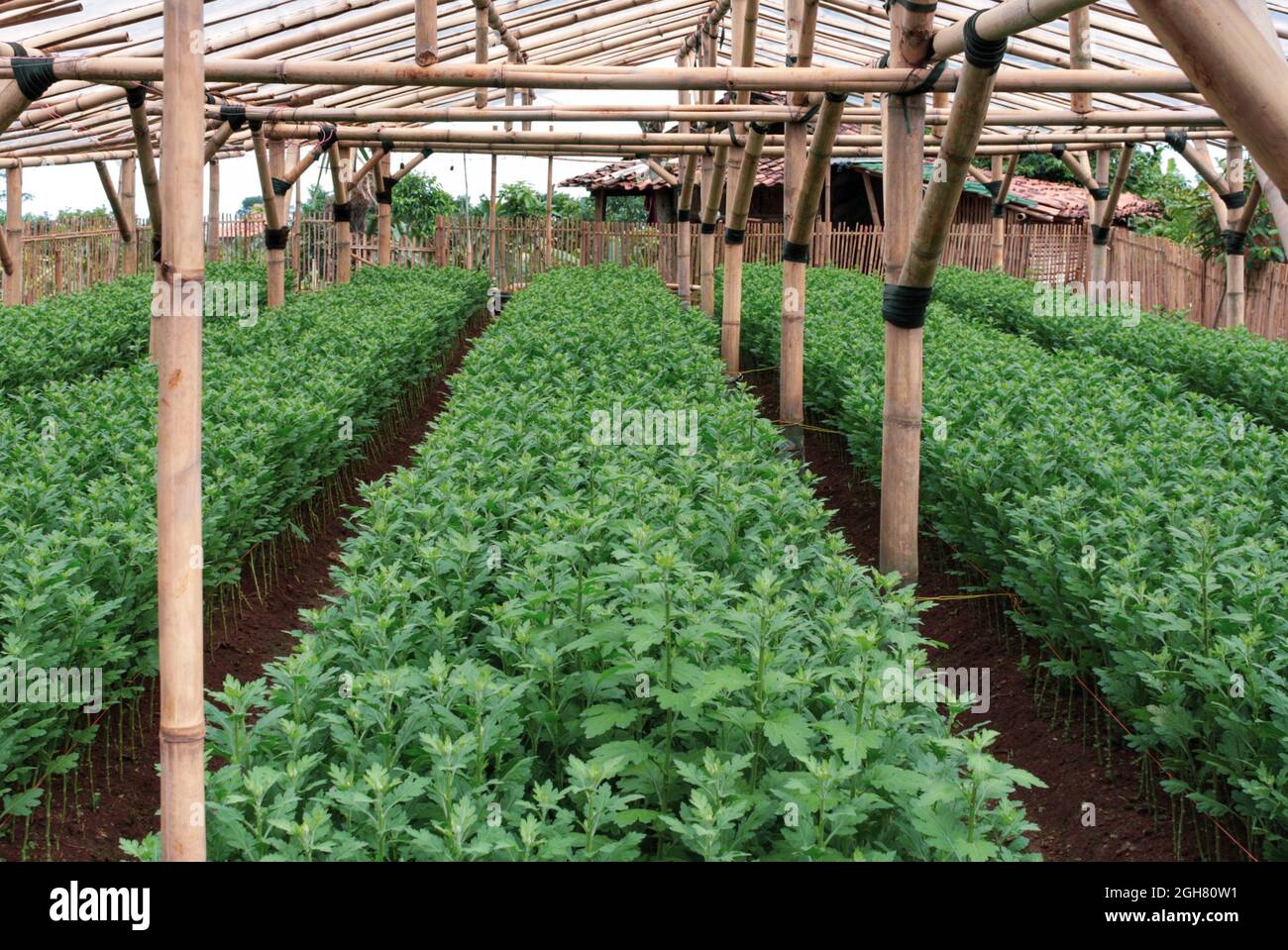 Reihe von Chrysantheme Smling in einem Gewchshaus Baumschule mit Bambus  gemacht. Moderne Landwirtschaft. Keine Personen Stockfotografie - Alamy
