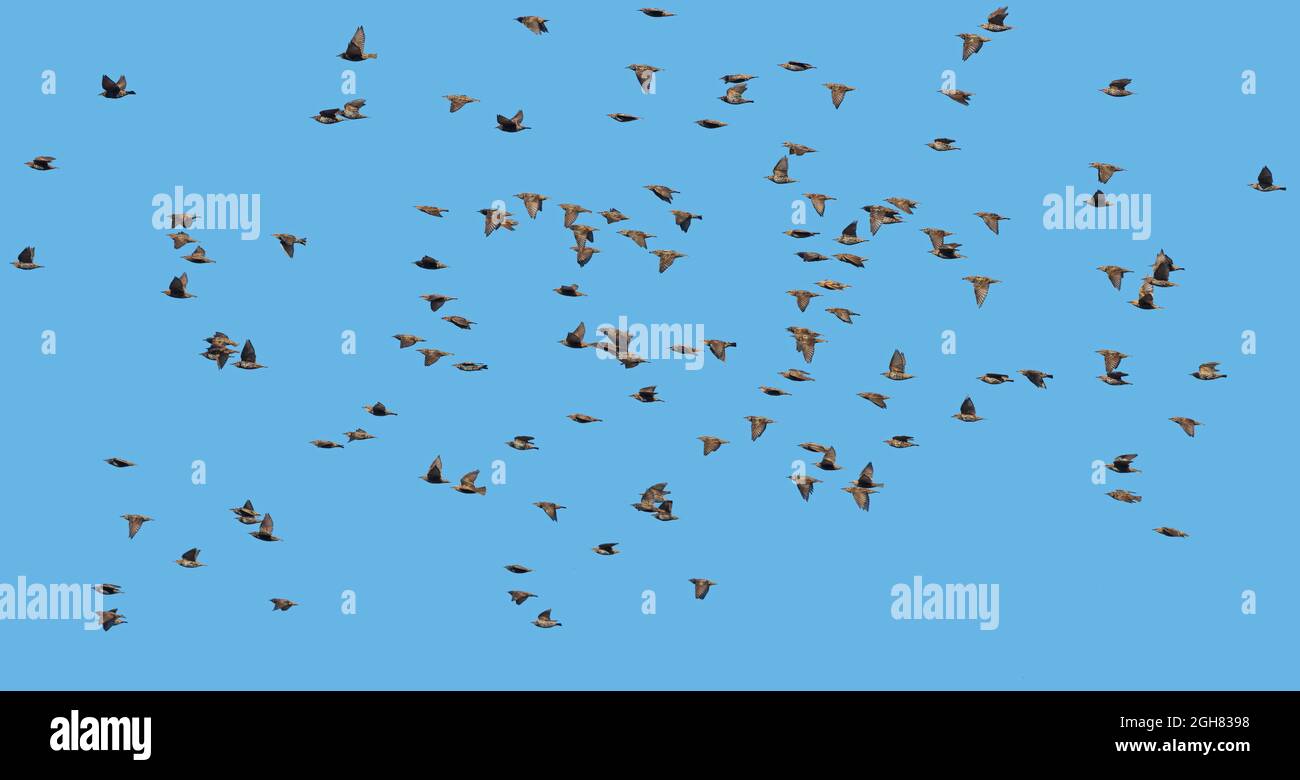 Vögel fliegen nach Süden am blauen Himmel Stockfoto