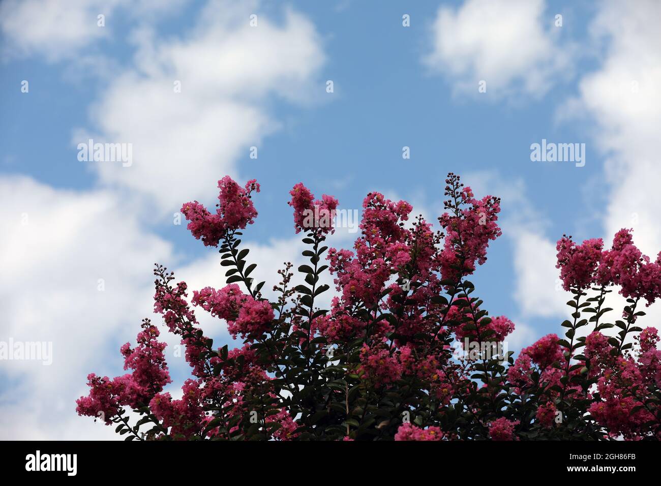 Lagerstroemia Indischer Flieder mit violetten Blüten Stockfoto