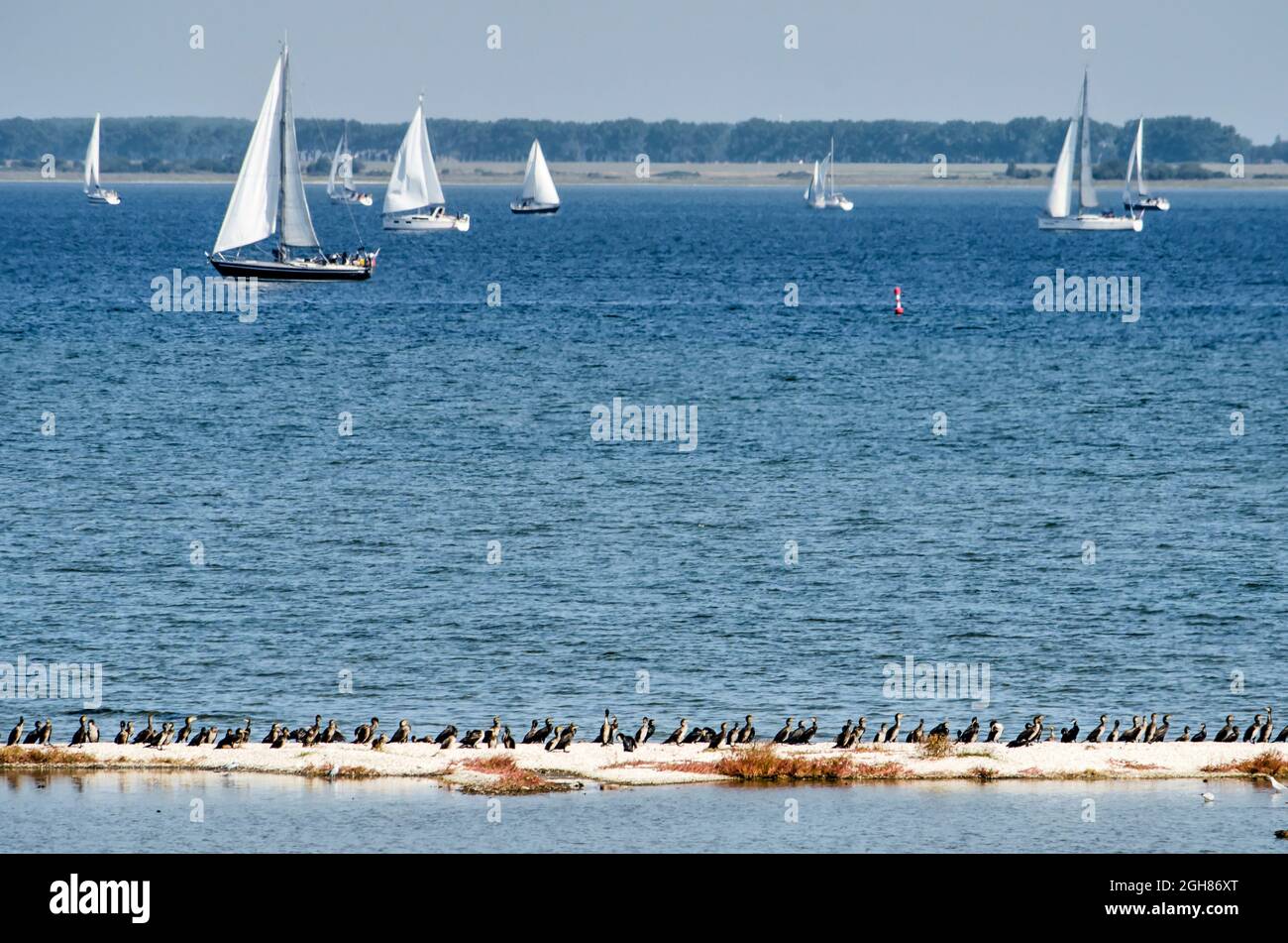 Große Anzahl von Kormoranen auf einem kleinen Sandstreifen am Ufer des Sees Grevelingen in den Niederlanden, beliebt beim Segeln Stockfoto