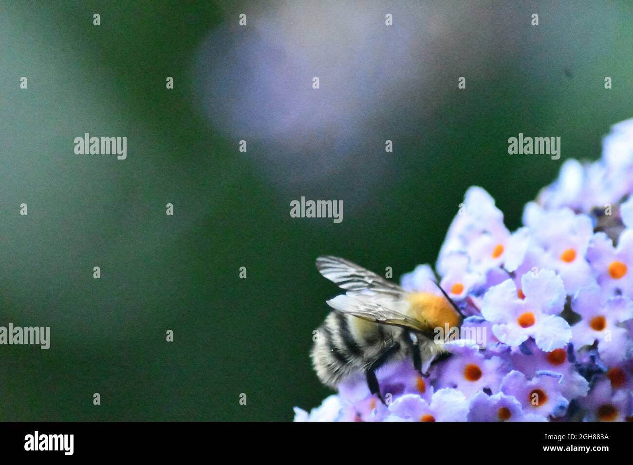 Eine Honigbiene extrahiert Pollen aus einer lila blühenden Buddleia Stockfoto