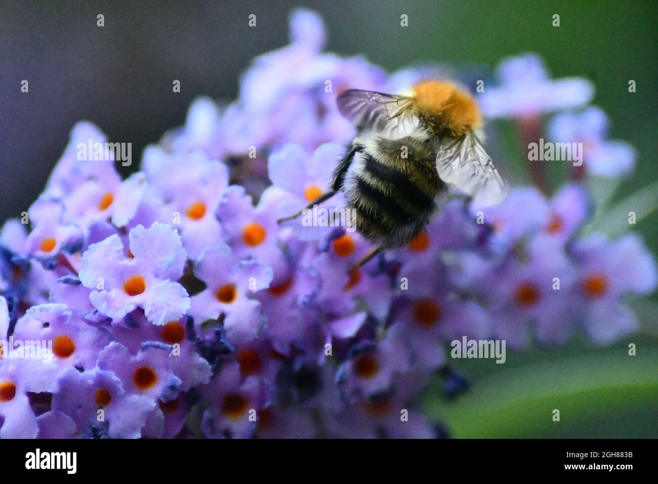 Eine Honigbiene, die Pollen aus einer lila blühenden Buddleia extrahiert Stockfoto
