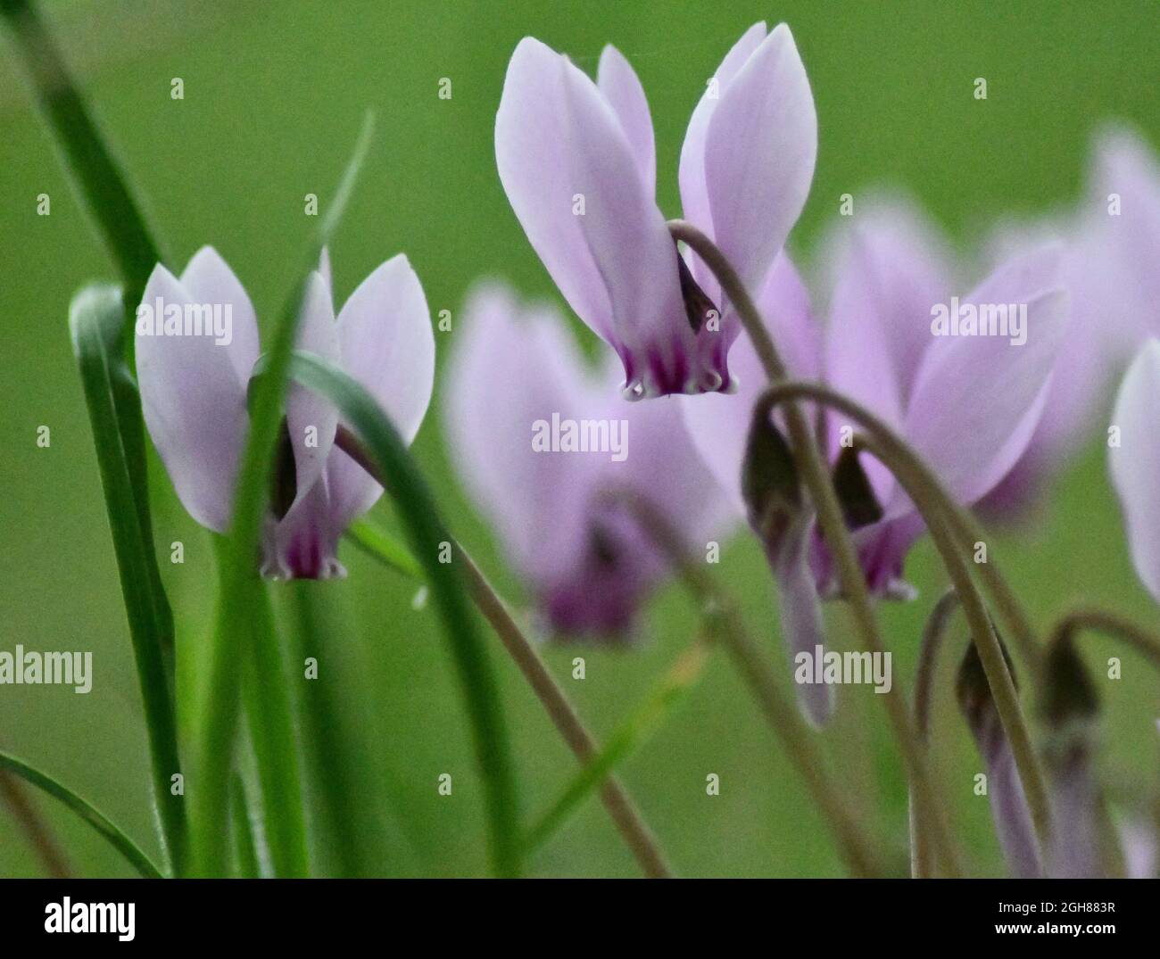 Nahaufnahme von Flieder-Cyclamen, Cyclamen Coum-Pflanzen aus der Familie der Primulaceae Stockfoto