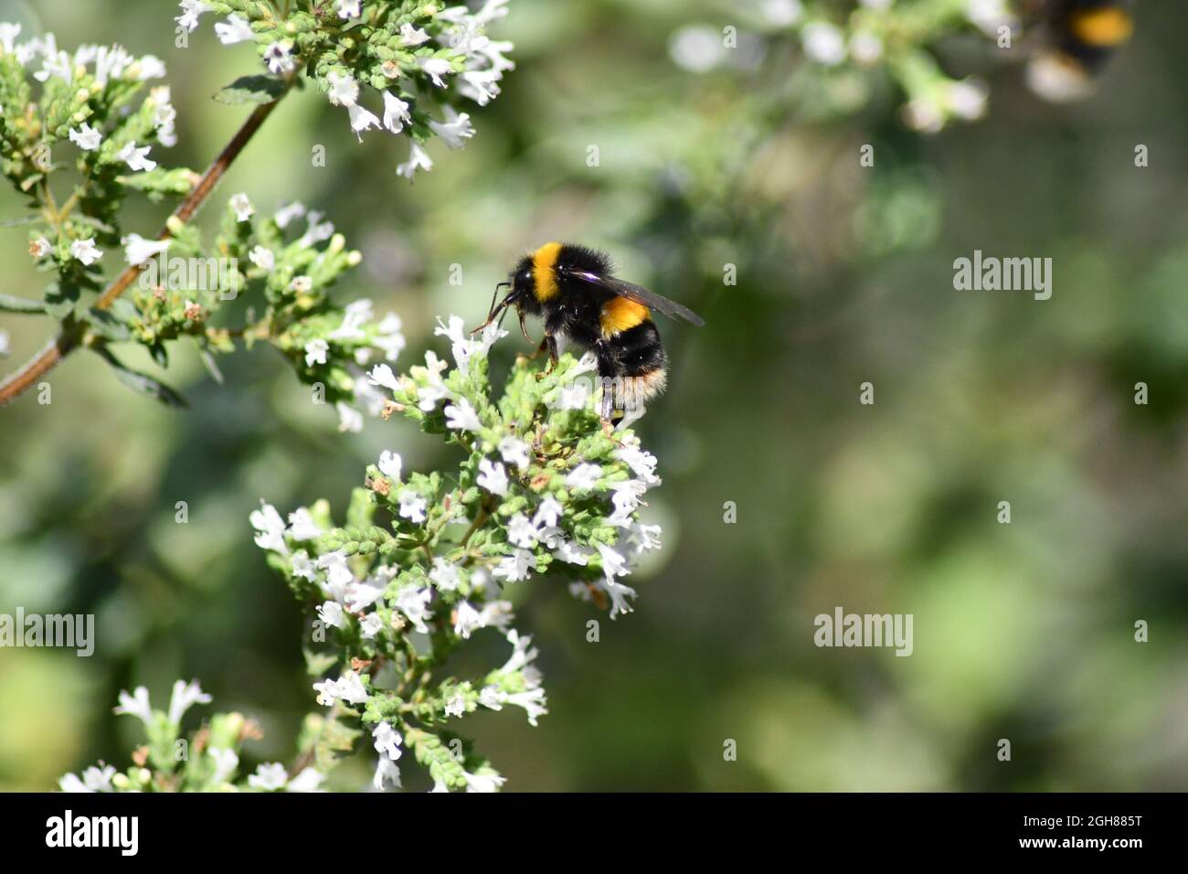 Seitenansicht einer Honigbiene, die an einem englischen Sommernachmittag Pollen extrahiert Stockfoto