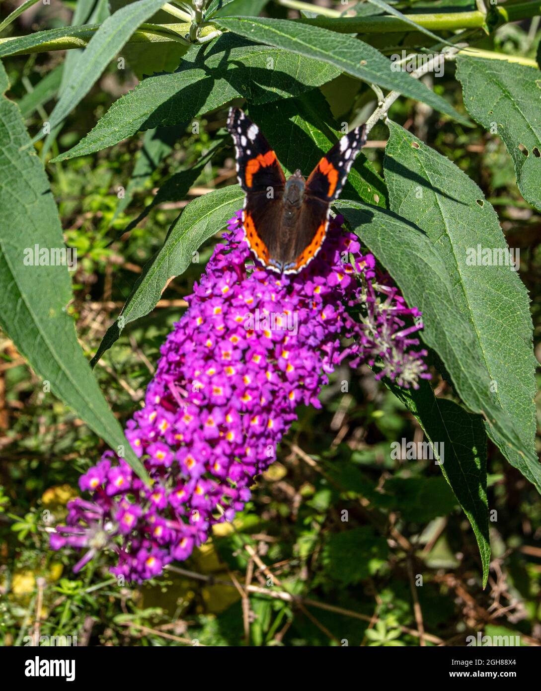 Ein wunderschöner Schmetterling landet auf einer violetten Blume Stockfoto