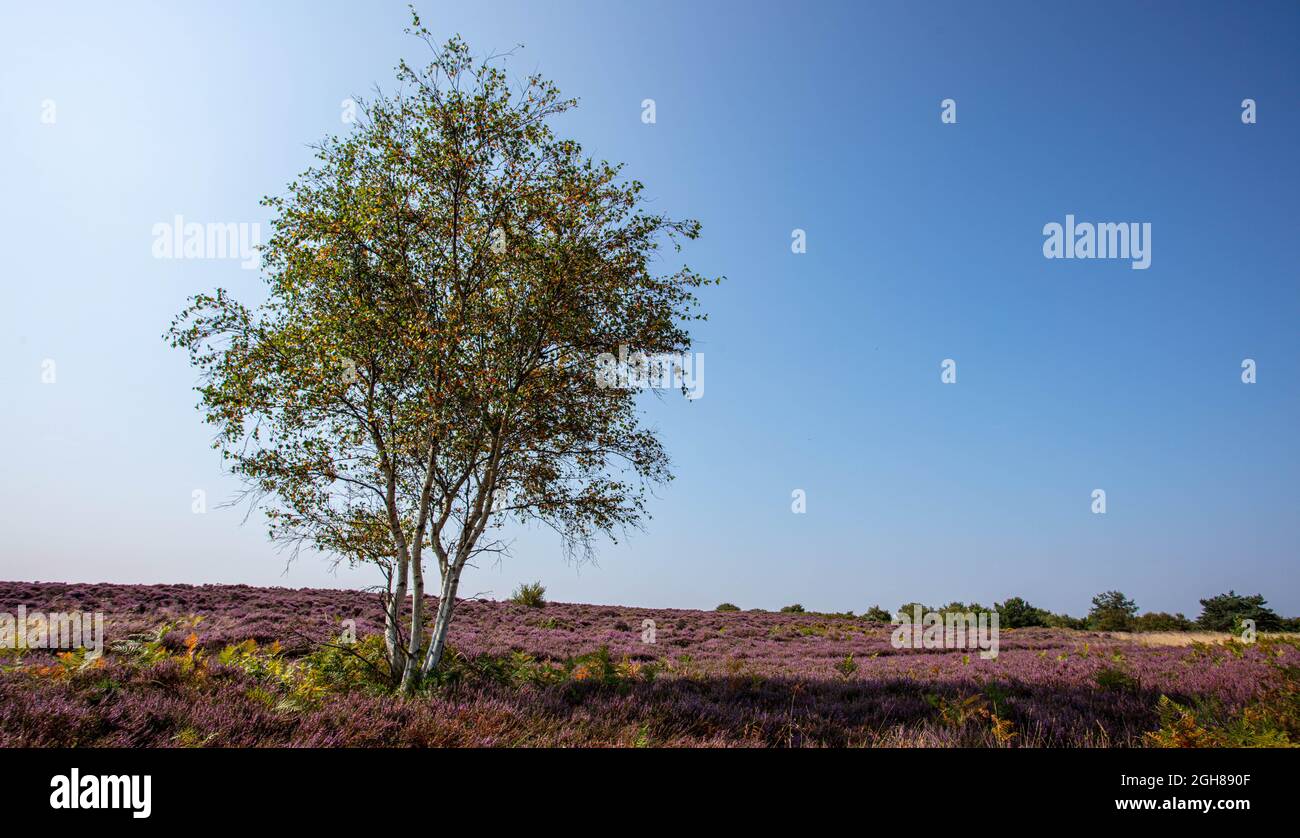 Die lila blühende Heide bei Dunwich Heath Stockfoto