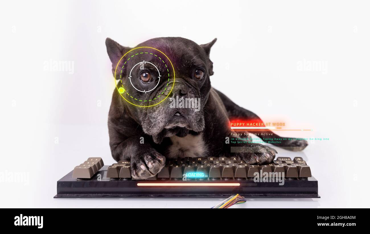 Bulldog-Hacker mit Computertastatur Stockfoto