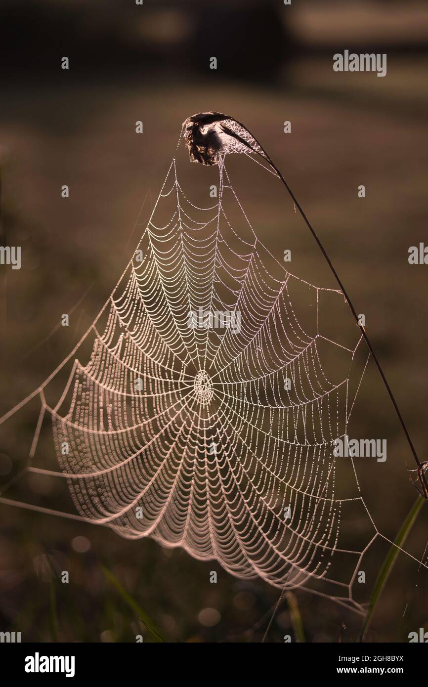 Nahaufnahme eines Spinnennetzes in einem Feld, das zwischen hohen Gräsern aufgehängt ist. Taupropfen glitzern in der Morgensonne. Stockfoto