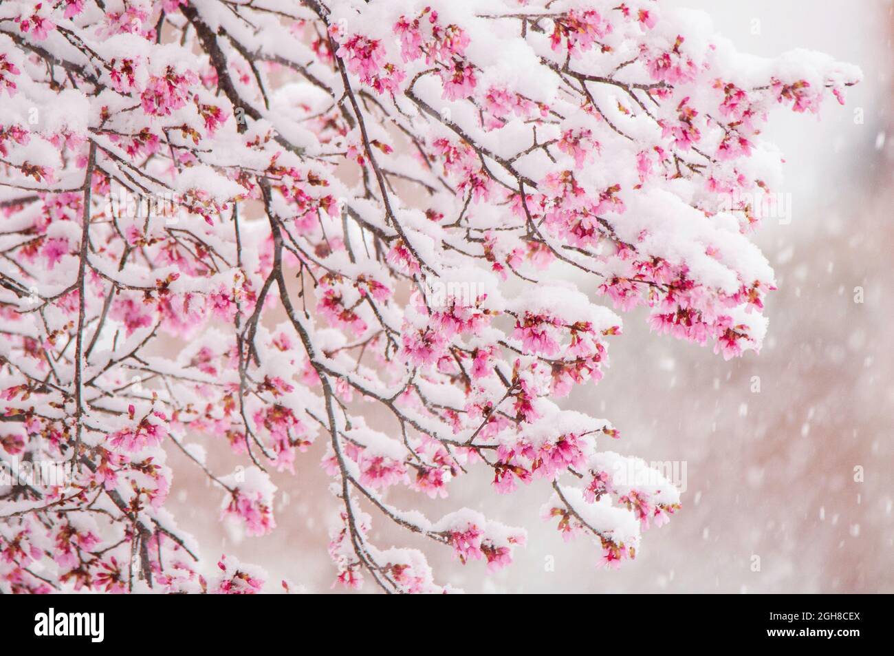 Jahreszeiten kollidieren ... Schnee fällt sanft auf die Blüten eines Kirschbaums im Frühjahr in Alpharetta, Georgia, USA Stockfoto