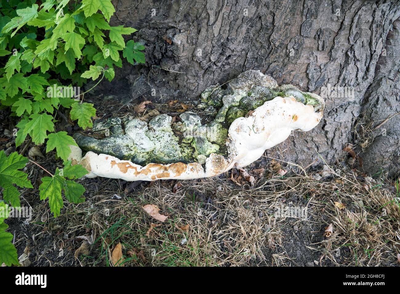 Pilzwachstum auf der Basis eines Baumstammes Stockfoto