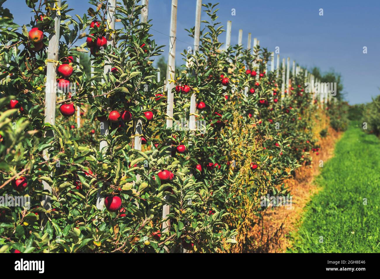 Baumreihe mit reifen roten Früchten auf Apfelplantage Stockfoto