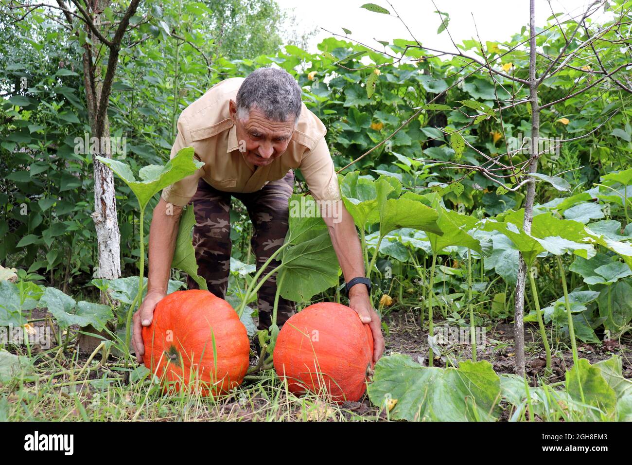 Alter Bauer pflückt Kürbisse auf einem Feld, glücklicher älterer Mann mit Gemüseernte. Arbeit auf dem Bauernhof, gute Ernte Stockfoto