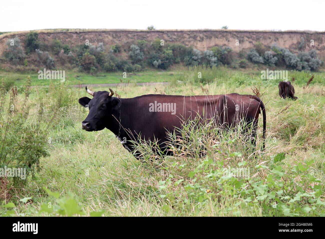 Kühe grasen auf einer grünen Wiese auf Hügeln Hintergrund. Schwarze Kuh an der Leine, die Gras frisst in einer Weide, ländlicher Szene, Landwirtschaft und Milchproduktion Konzept Stockfoto