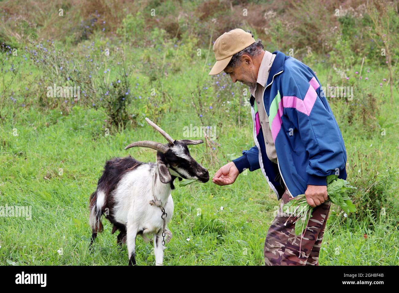 Der alte Bauer füttert eine Ziege mit Gras auf einer grünen Weide. Älterer Mann in ländlicher Landschaft, Milchviehhaltung Stockfoto