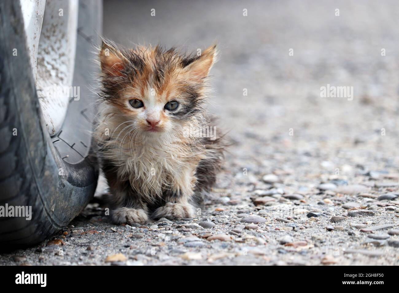 Kleines Kätzchen, das auf einer Straße in der Nähe des Autorads sitzt. Porträt einer streunenden schmutzigen Katze im Freien Stockfoto