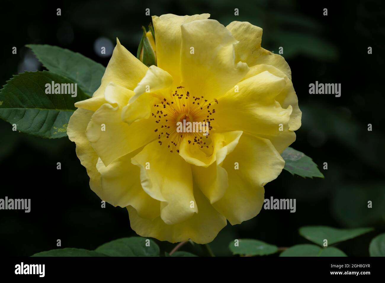 Eine schöne zarte gelbe Rose, die in einem Garten wächst und Staubgefäße und Stigmen zeigt. Stockfoto