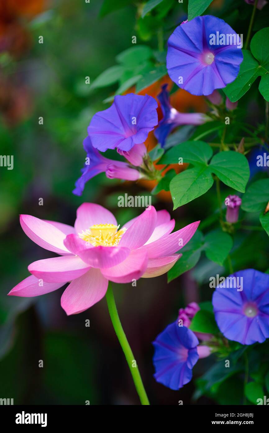 Heiliges Lotus und Morgenruhm Blumen in einem Ziergarten Stockfoto