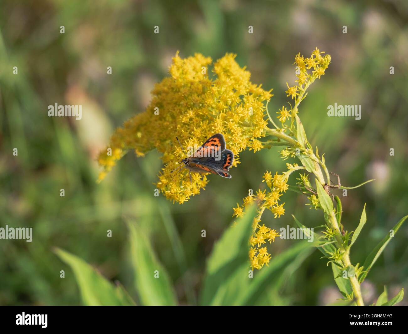 Kleine gelbe Blüten von Goldrute. Unter den Blumen kann man einen roten Schmetterling sehen, der Nektar aus Blumen schlürft. Stockfoto