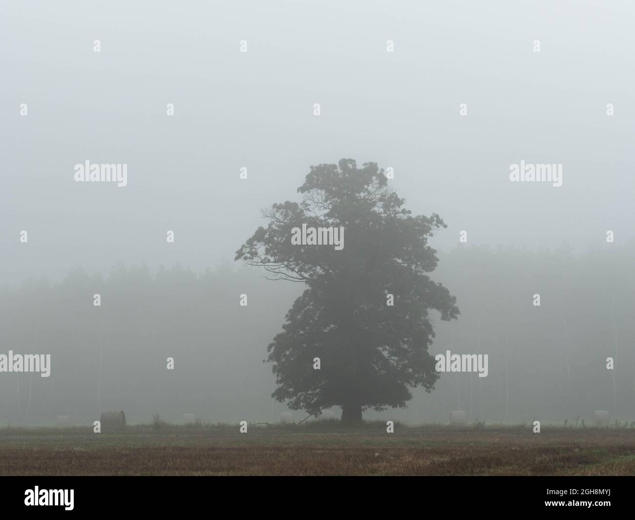 Weites, flaches Gelände, Ackerfelder und Wiesen. Es liegt Nebel in der Luft. Es gibt eine große Eiche unter dem Nebel. Es gibt eine Reihe von Bäumen weiter weg. Stockfoto