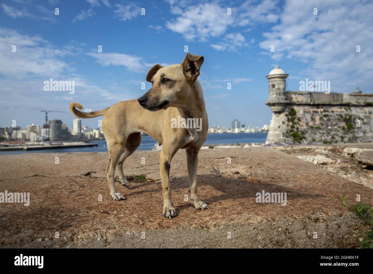 Nahaufnahme eines einzelnen Hundes an einem Stadtstrand unter Sonnenlicht Stockfoto