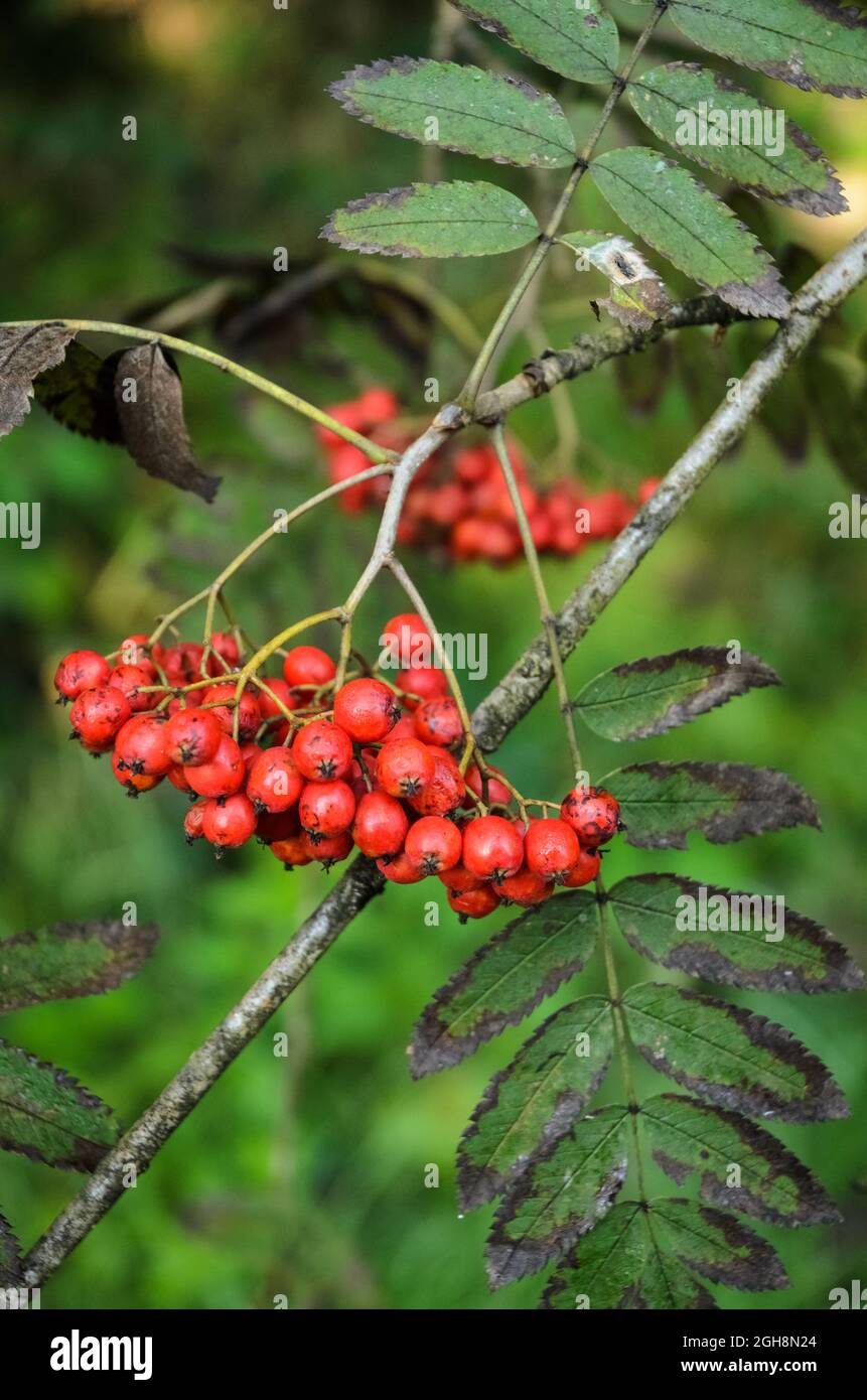 Sorbus aucuparia, bekannt als Eberesche oder Bergasche Strauch mit