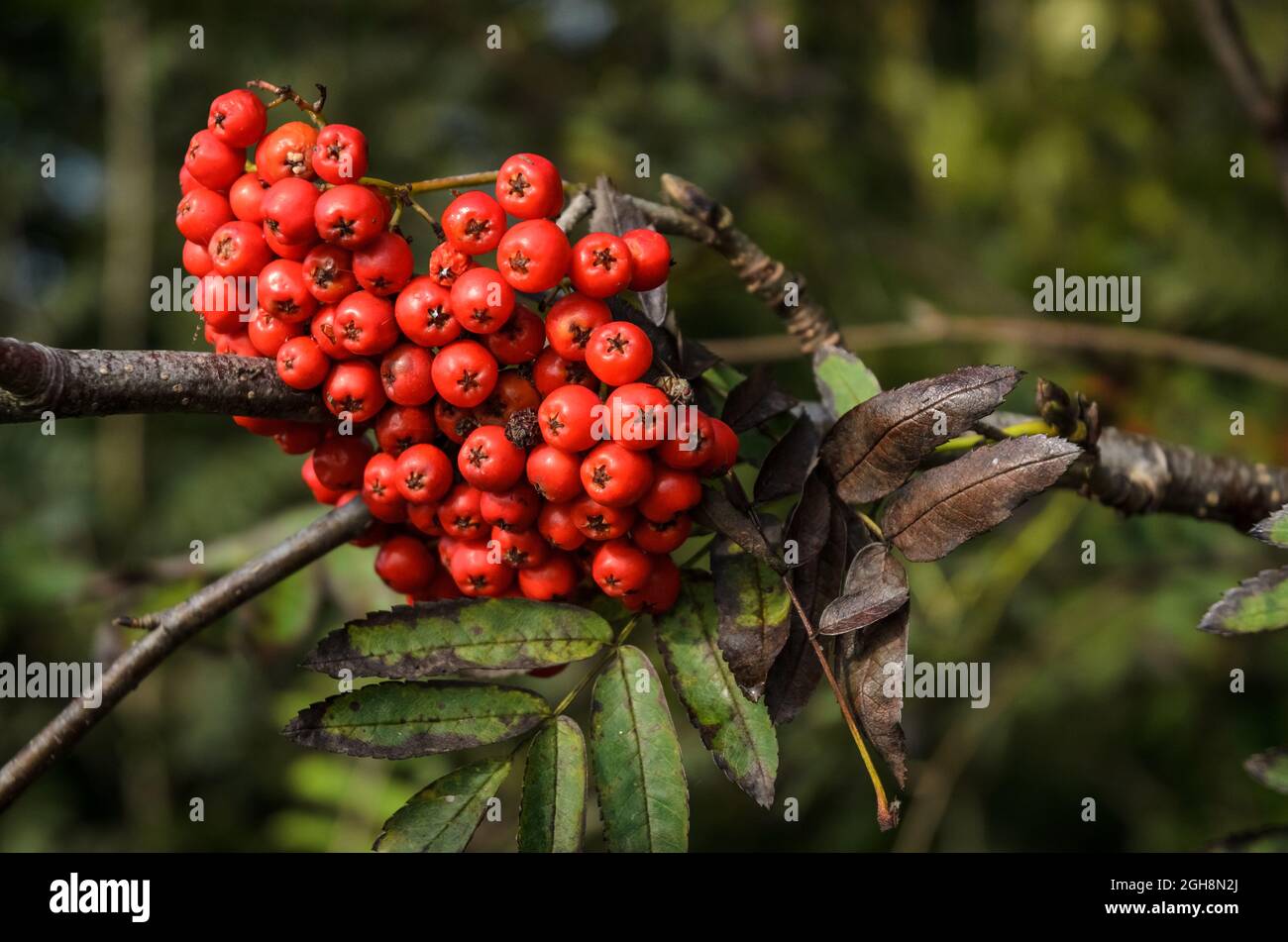 Sorbus aucuparia, bekannt als Eberesche oder Bergasche Strauch mit