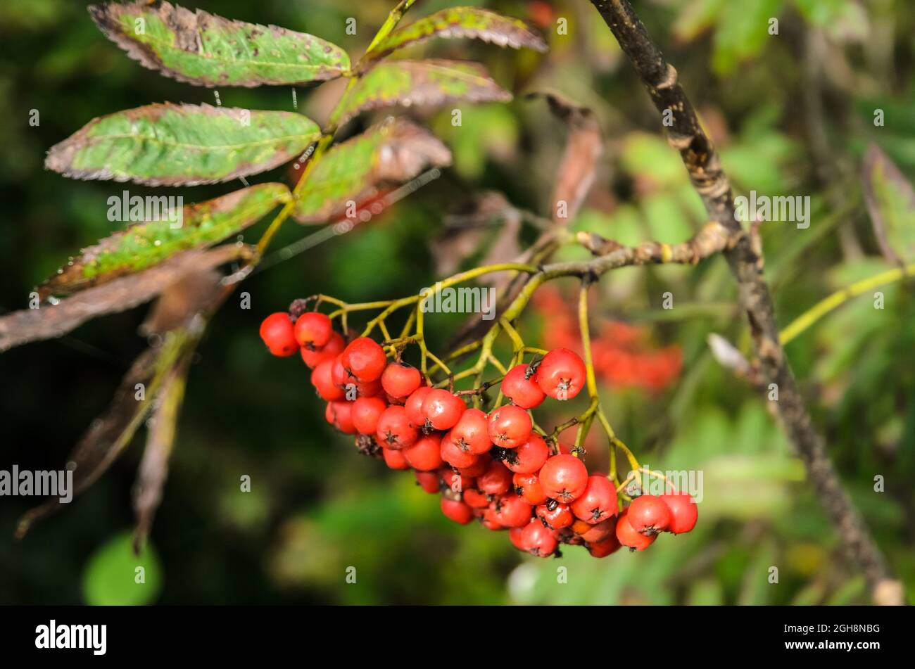 Sorbus aucuparia, bekannt als Eberesche oder Bergasche Strauch mit