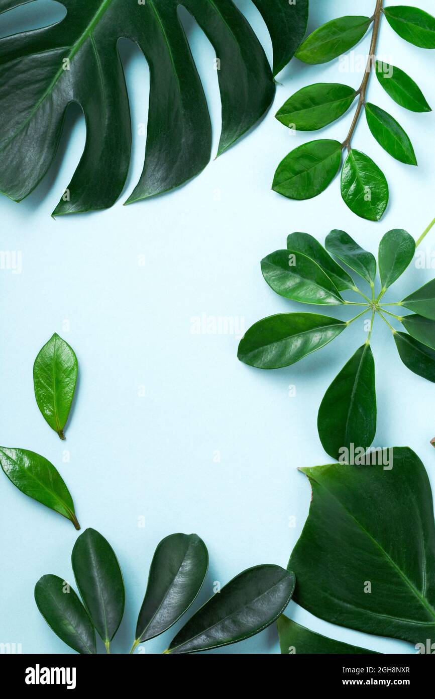 Tropische Blätter Monstera auf rosa Hintergrund. Blatt der grünen Monstera-Pflanze auf blauem Hintergrund mit Kopierraum. Draufsicht. Stockfoto