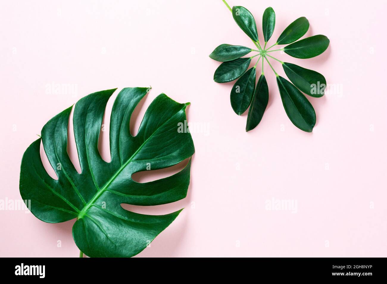 Tropische Blätter Monstera auf rosa Hintergrund. Blatt der grünen Monstera-Pflanze auf rosa Hintergrund mit Kopierraum. Draufsicht. Stockfoto