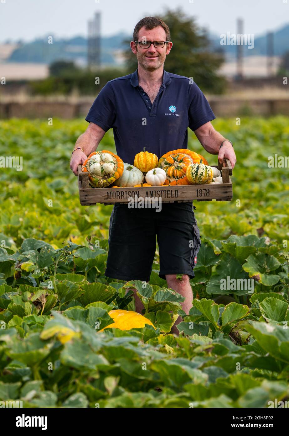 Kilduff Farm, East Lothian, Schottland, Großbritannien, 6. September 2021. Kürbisernte: Landwirt Russell Calder erntet gereifte Kürbisse auf einem Feld, das mit 25 Sorten kulinarischer Kürbisse bepflanzt ist. Tickets für den jährlichen Kürbispflaster im Oktober. 20,000 gepflanzte Kürbiskeimlinge haben eine Stoßstange an kulinarischen Kürbissen hervorgebracht Stockfoto