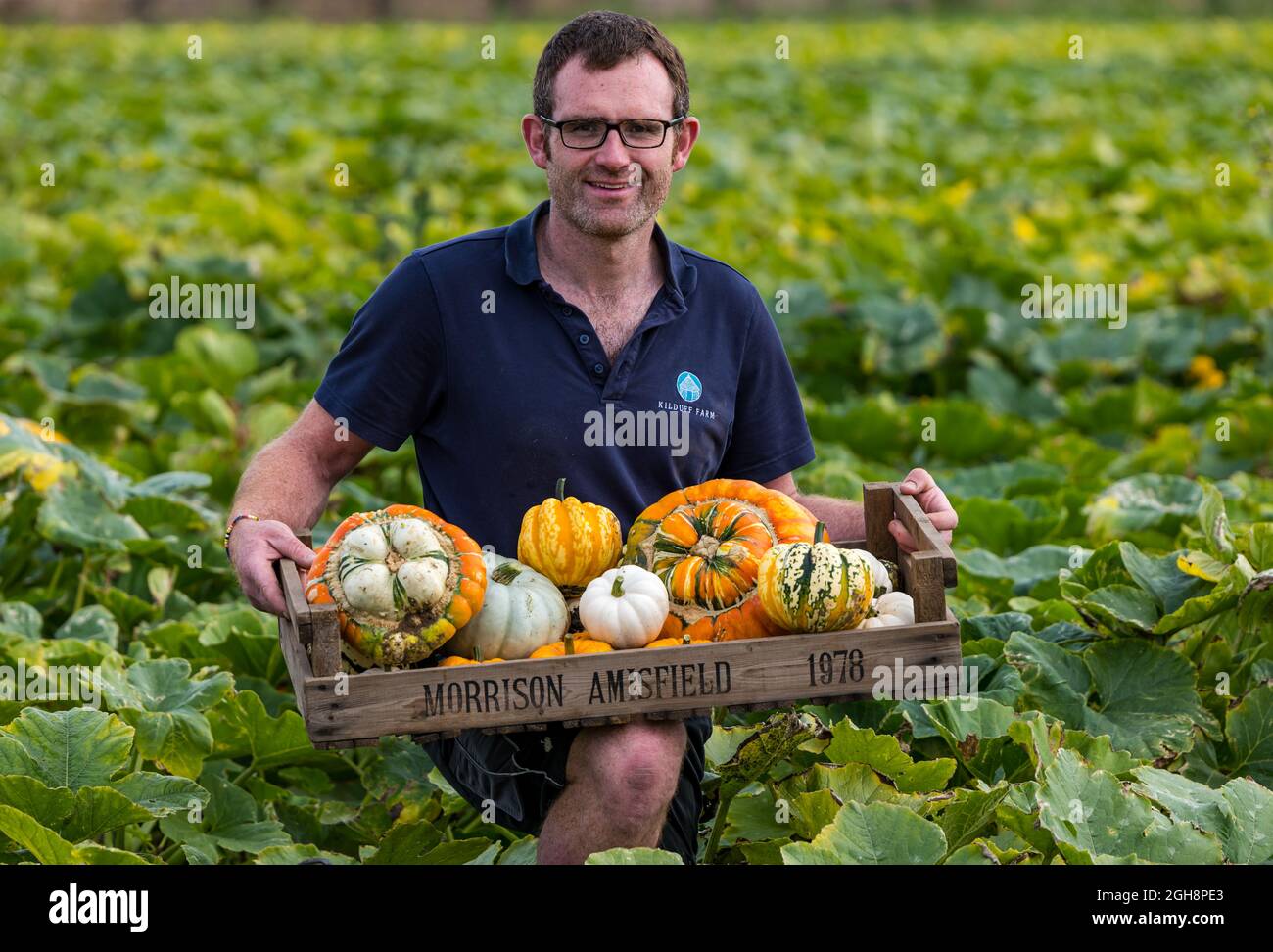 Kilduff Farm, East Lothian, Schottland, Großbritannien, 6. September 2021. Kürbisernte: Landwirt Russell Calder erntet gereifte Kürbisse auf einem Feld, das mit 25 Sorten kulinarischer Kürbisse bepflanzt ist. Tickets für den jährlichen Kürbispflaster im Oktober. 20,000 gepflanzte Kürbiskeimlinge haben eine Stoßstange an kulinarischen Kürbissen hervorgebracht Stockfoto