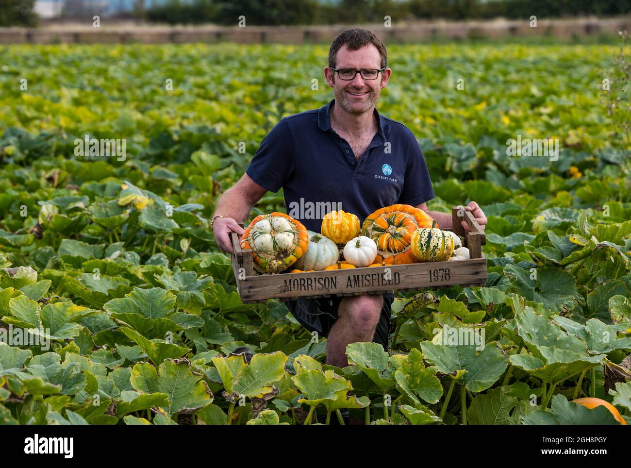 Kilduff Farm, East Lothian, Schottland, Großbritannien, 6. September 2021. Kürbisernte: Landwirt Russell Calder erntet gereifte Kürbisse auf einem Feld, das mit 25 Sorten kulinarischer Kürbisse bepflanzt ist. Tickets für den jährlichen Kürbispflaster im Oktober. 20,000 gepflanzte Kürbiskeimlinge haben eine Stoßstange an kulinarischen Kürbissen hervorgebracht Stockfoto