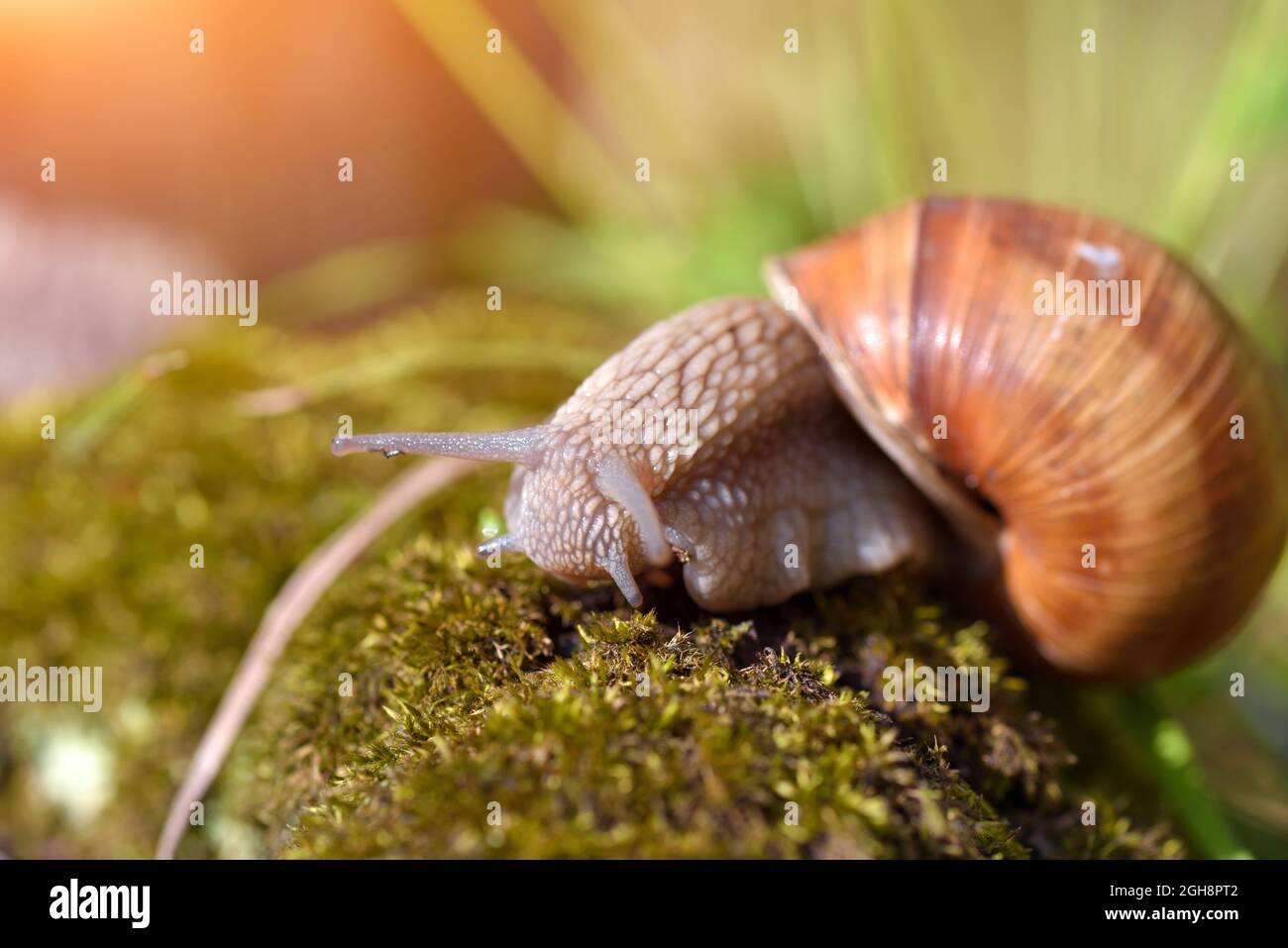 Burgunder Schnecke (Helix pomatia, römische Schnecke, essbare Schnecke, Escargot) auf dem Moos. Nahaufnahmen Stockfoto